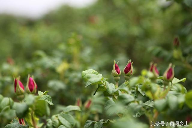 45岁“大胡子”奋斗十年种植百亩玫瑰花，收获时节犹如龙口夺食