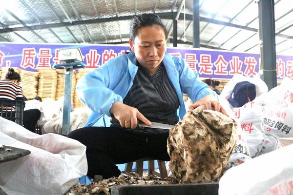 黎平县九潮镇茯苓产业助力乡村振兴