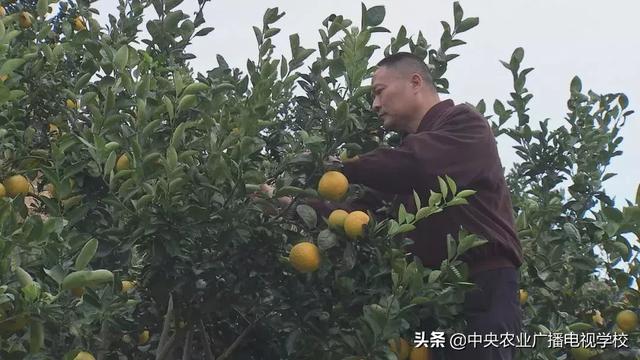 【农广天地】“烧钱”种瓯柑！