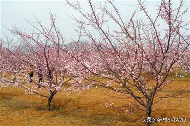 仁用杏栽培技术，过程都在这里了，需要的朋友可以收藏