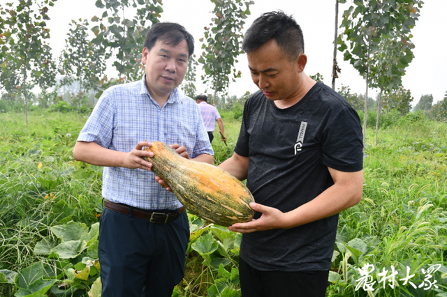 请来农博士“救活”复垦地，红杨树套种甜南瓜亩入千元