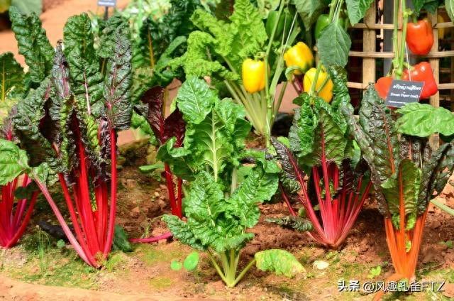 精心整理22种蔬菜的种植时间和适宜温度，开春就能用上，快收藏