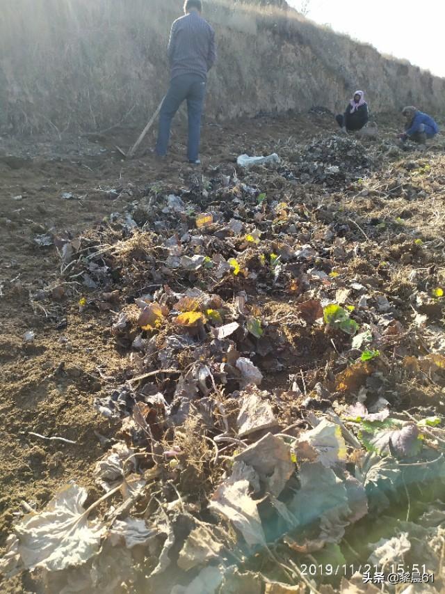 冬花有什么作用，种植收益怎么样