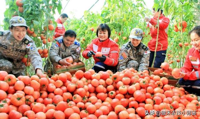 大棚如何种出高产优质的西红柿？种植管理上应当注意这几点