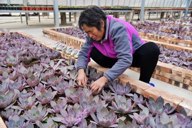 「图说」种植“多肉”植物，开出致富“金花”