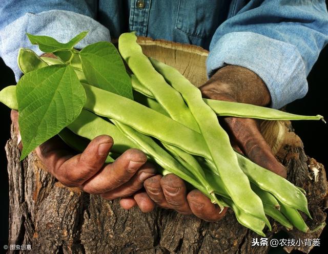 芸豆如何种植才能提高产量？它这些生长特性和管理技巧要知道！