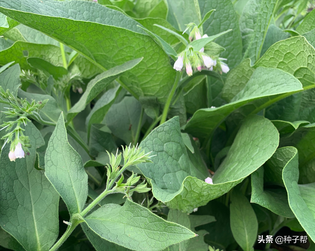 高产牧草，聚合草一亩收割20~30吨鲜草，南北方都可以种植