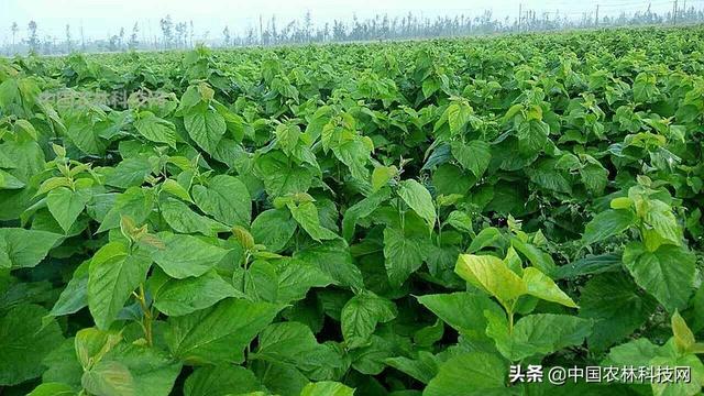 干货来啦！桑树的种植技术要点