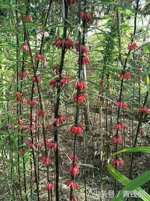 中药黄精生态适宜分布区及适宜种植区