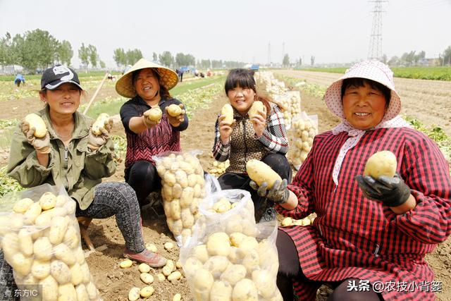 学会这些播种技巧，能让马铃薯出苗更快、出苗更齐、出苗更壮？