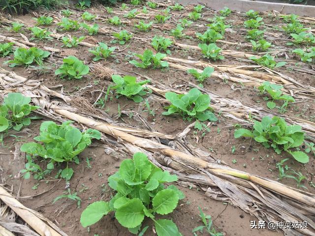 雨季种叶菜，出苗老是不好，掌握这些播种方法，出苗整齐又漂亮