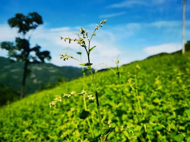 冷水镇：黑苦荞种出甜日子