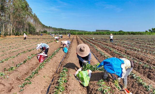 农户田间栽种忙 致富路上迎“薯”光