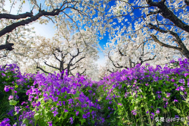 二月兰种植技术，作花海建设，绿肥种植，冬季不怕寒，开花还又早