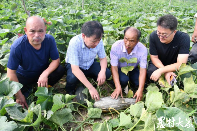 请来农博士“救活”复垦地，红杨树套种甜南瓜亩入千元