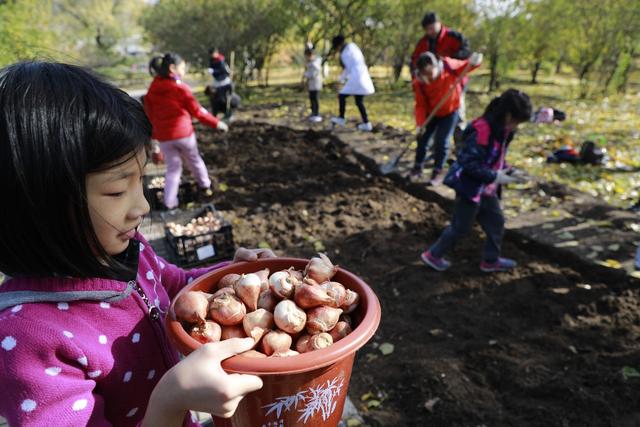 北京植物园40万株郁金香已入地种植，明年春天来赏花