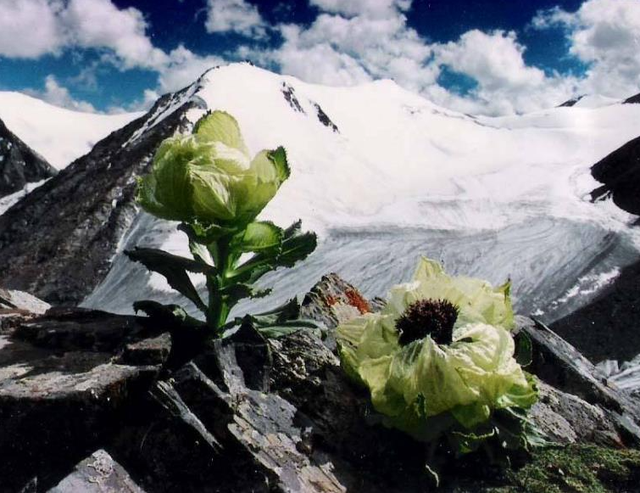 雪山上的“女神”，天山雪莲资源开发利用现状及可持续发展建议