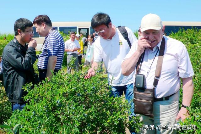 果苗种植5步法，这样种植的蓝靛果才能高产