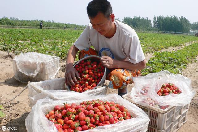 南方露地草莓怎样种植？施肥、起垄、选苗、定植、覆膜……全在这