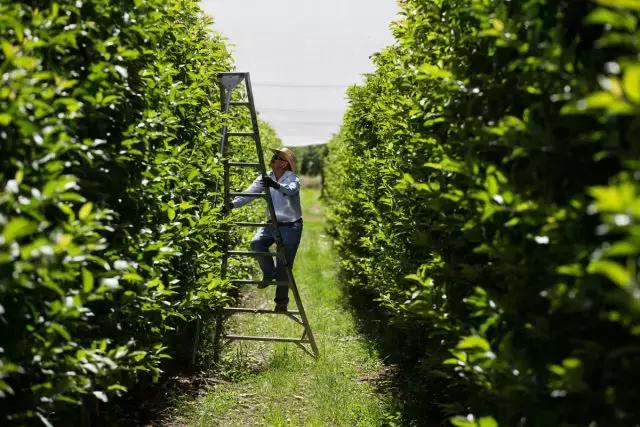 中国啤酒花种植现状不完全报道