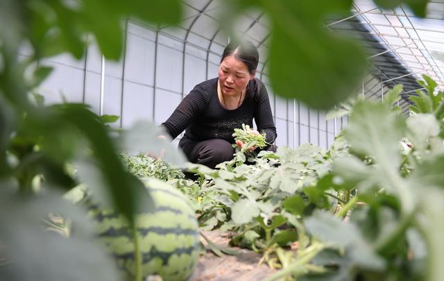 （经济）山东临沭：特色种植富乡村