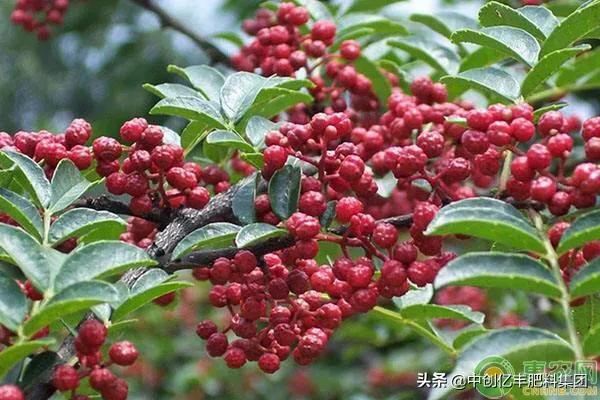 花椒的种植与管理技术