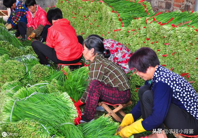 韭菜种植做好这五点，苗株根系发达、叶片肥大，产量品质有保证