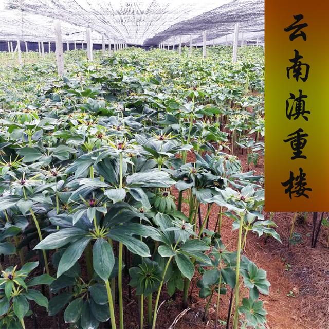 重楼种植历史及现状