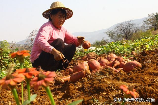 实现红薯高产多收并不难，种植管理技巧一定要掌握好