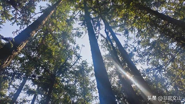 探秘！文山三七种植新模式！