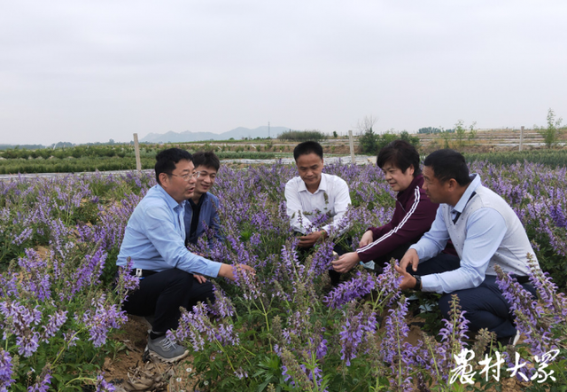 两年获3项专利4项计算机软件著作权，这位农民带丹参种植走进新