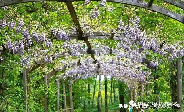 藤本植物将成为休闲农业和乡村旅游项目打造中的新亮点