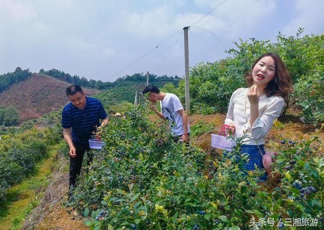 长沙南部有个蓝莓基地，果大微酸带甜味，初夏已进入盛果采摘期