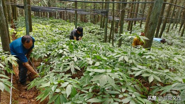 探秘！文山三七种植新模式！