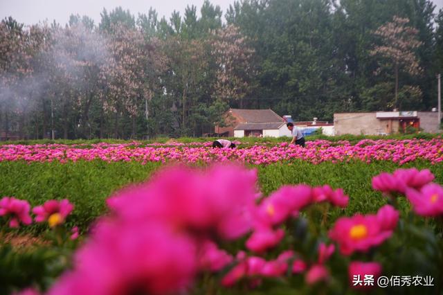 在农村流行的中药材种植骗局，手段并不高明，为啥还有人频频中招