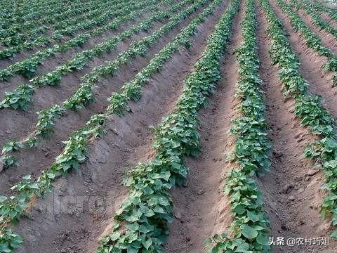 红薯几月份种植比较好？