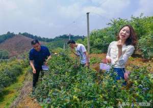 长沙蓝莓种植园在哪里(长沙南部有个蓝莓基地，果大微酸带甜味，初夏已进入盛果采摘期)