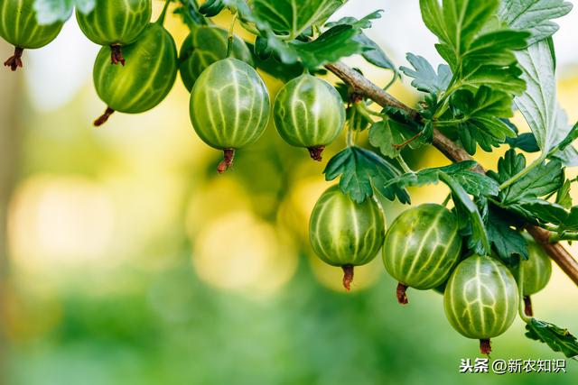 新农知识——果树栽培管理措施及种植技术，要点分析