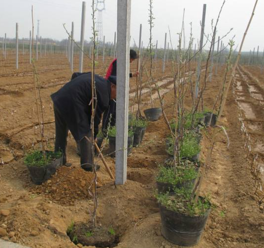 老果农栽植果树成活率高的10个窍门，我已经帮你找到了