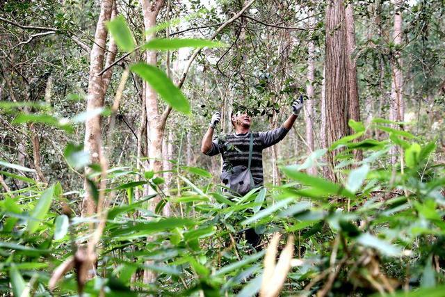 鹤峰下坪：开荒百亩进行箬叶青钱柳套种提升经济效益