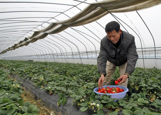 草莓大棚怎样放风？学会这5个技巧，温度湿度管得好，病害少发生