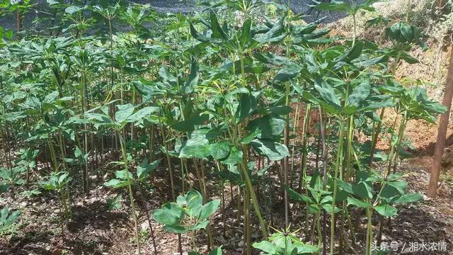 中药种植助推产业转型农民致富——重楼种植技术