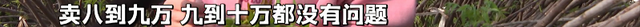 青年返乡创业，讲述“大棚里的‘椿’天故事”