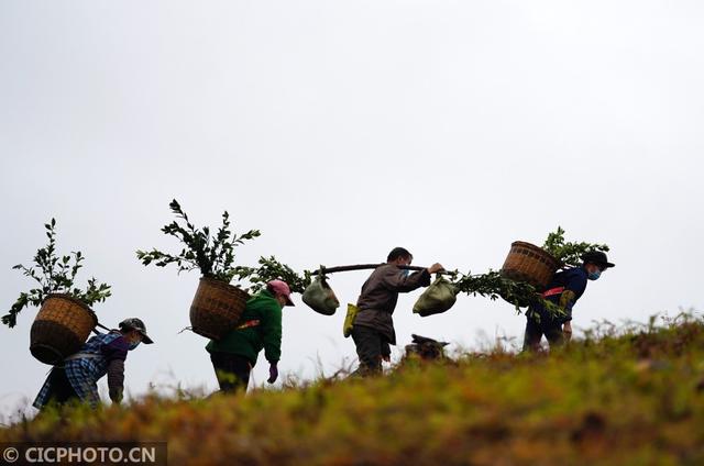 广西龙胜：苗乡油茶种植忙