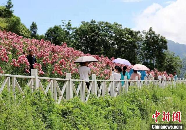 四川茂县：80余亩百合花盛开惹人醉