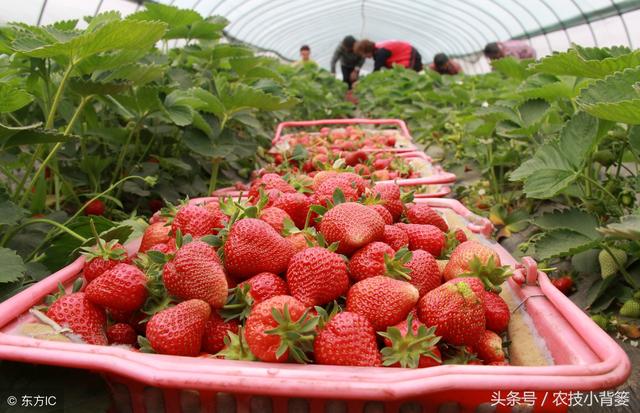 手把手教你种草莓，学会这些你就是草莓种植高手！