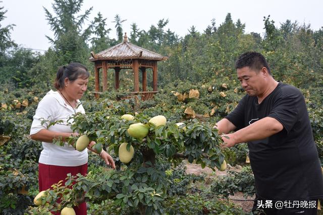 扩大曹州木瓜知名度，带动区域经济发展