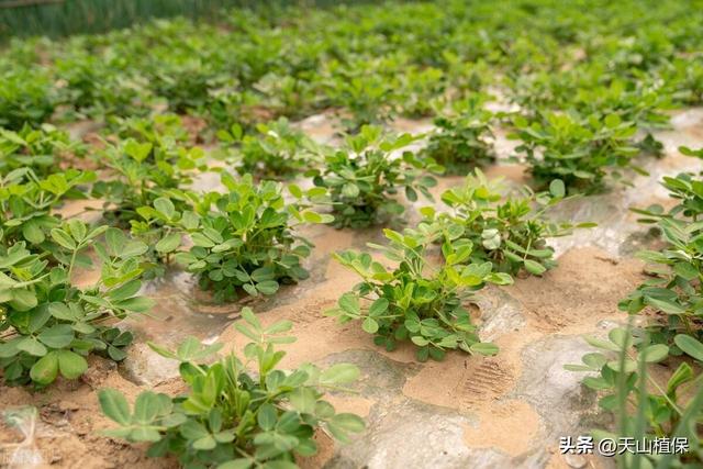 花生的种植时间和方法