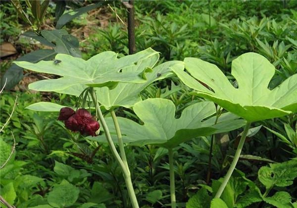 这种植物叫八角莲，你们认识吗？药用价值极大，其栽培你们知道吗