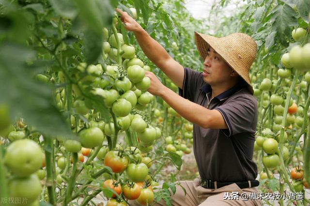 从播种到采收，手把手教你种植高产优质的西红柿